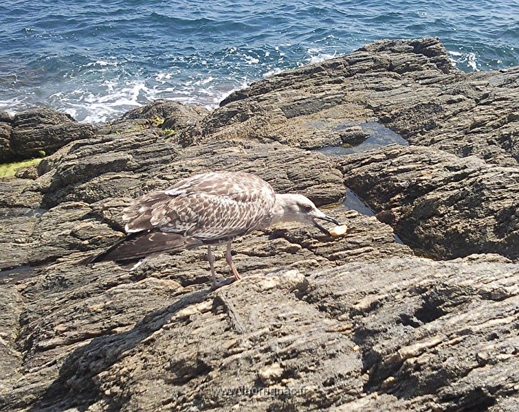 Jeune mouette  avec pain.jpg - Jeune mouette.